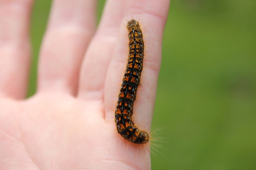 caterpillar