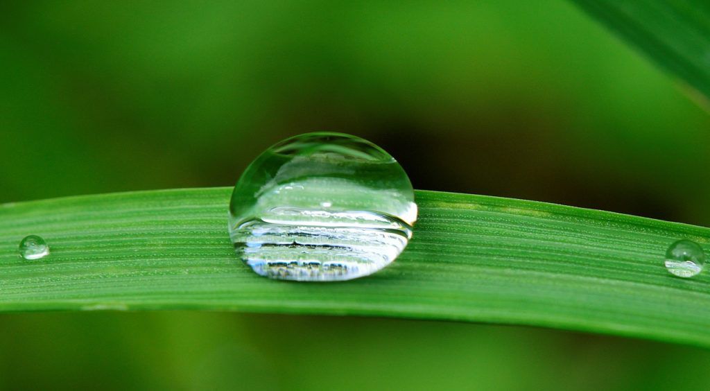 CCO Creative Commons Blade of grass with water droplet