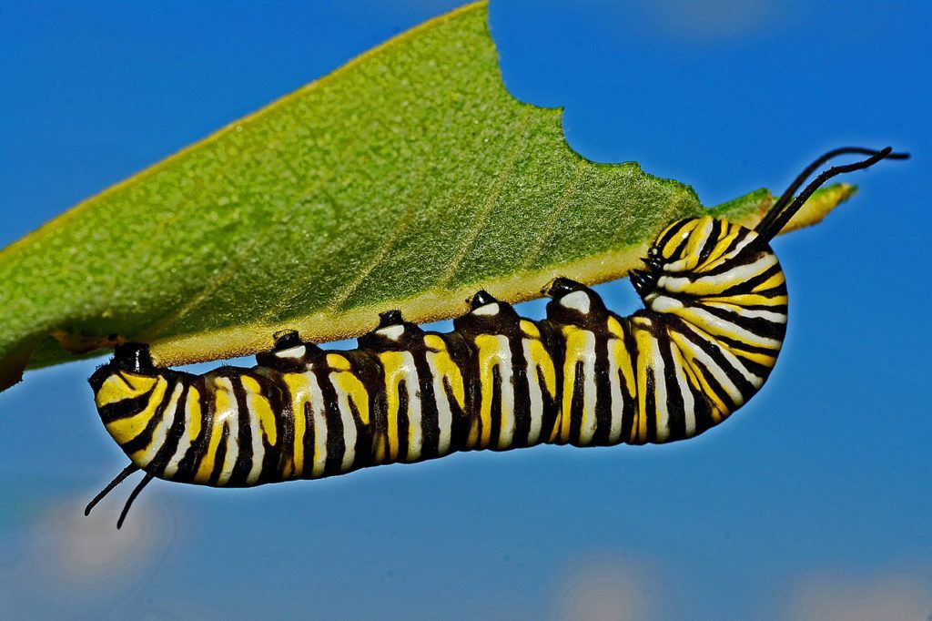 Pixabay CCO Creative Commons monarch caterpillar