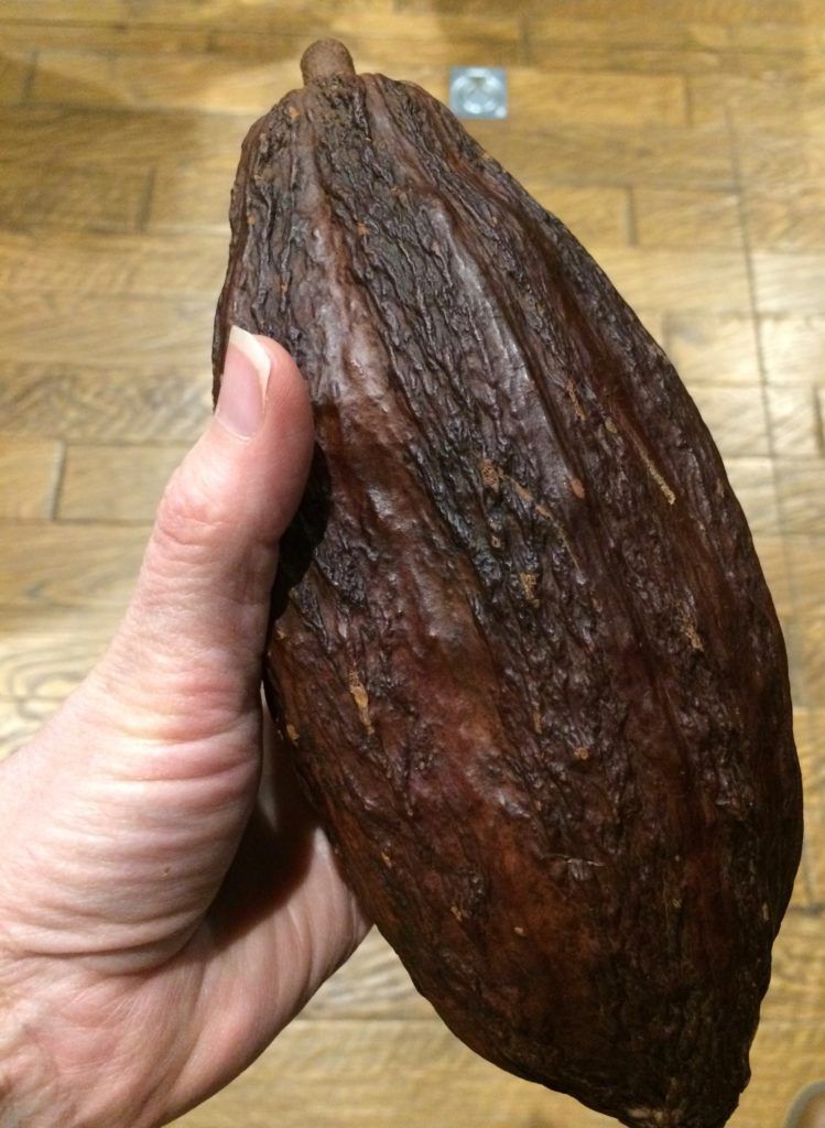 cocoa bean pod