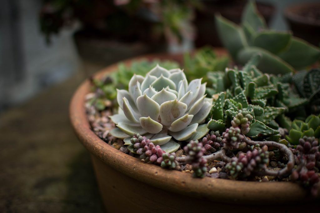 succulent container garden