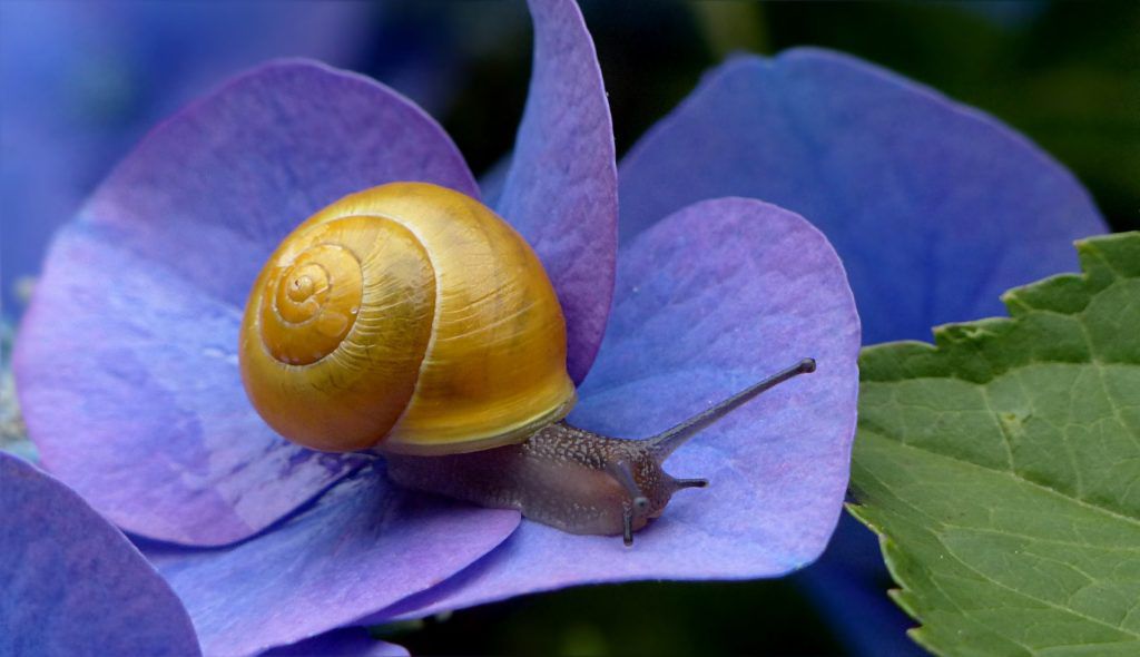 snail safari Grandpa Goff Bug Club