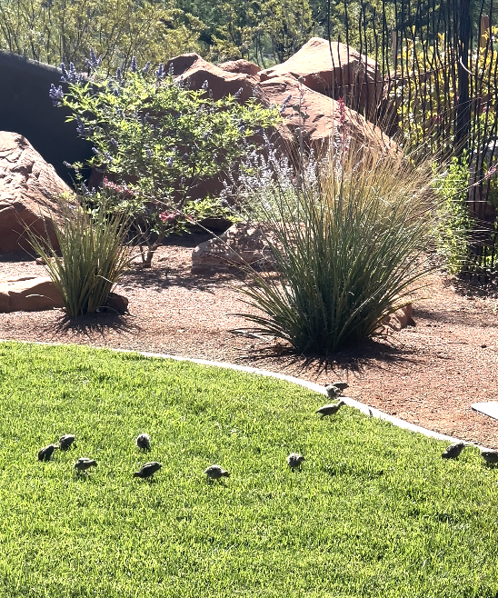 baby quail in grass