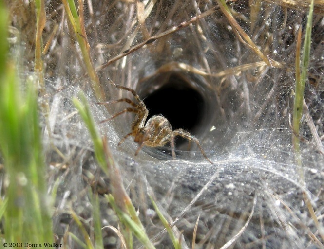 grass spider in funnel web.